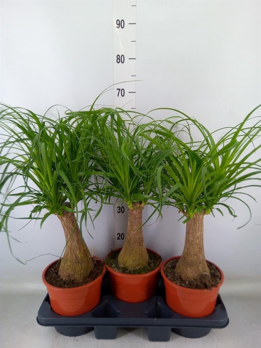 <h4>Beaucarnea recurvata</h4>
