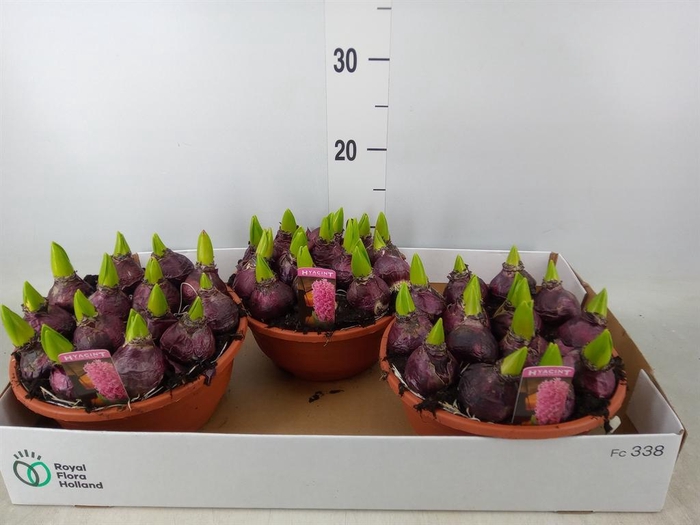 <h4>Hyacinthus orie. 'Pearl Pink'</h4>