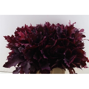 Quercus Rubra Frosted Erica