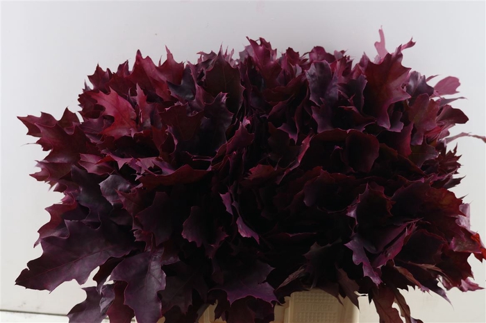 <h4>Quercus Rubra Frosted Erica</h4>