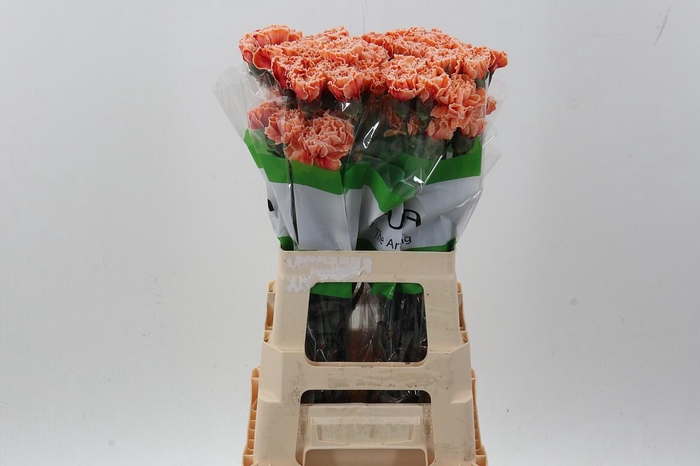 <h4>Di St Tinted Roma</h4>