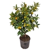 Citrus Kumquat Stem