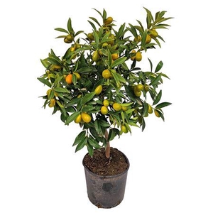 Citrus Kumquat Stem