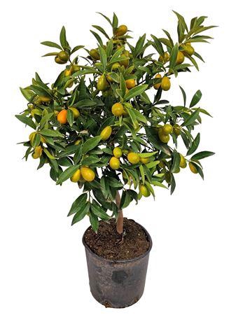 <h4>Citrus Kumquat Stem</h4>
