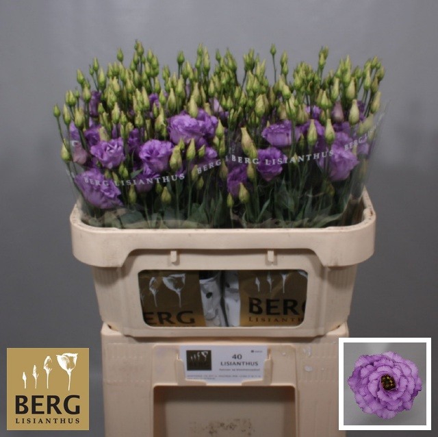 <h4>Lisianthus Corelli Lavender</h4>