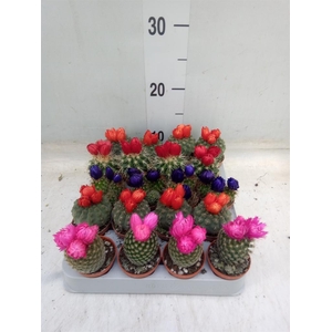 Cactus   ...decorated