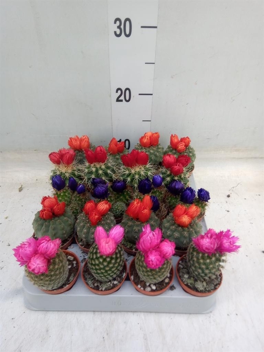 <h4>Cactus   ...decorated</h4>