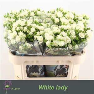 R Tr White Lady