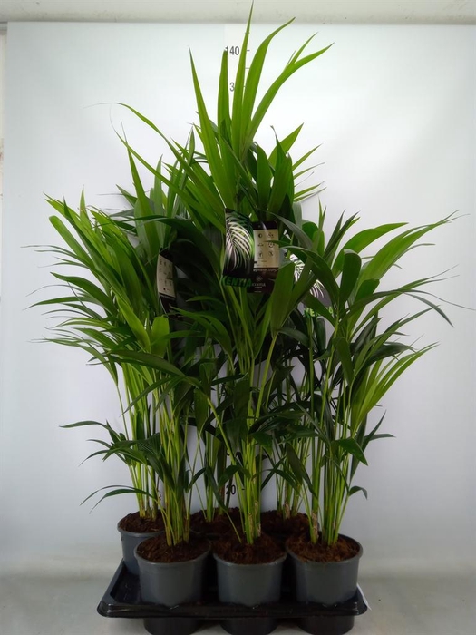 <h4>Howea forsteriana</h4>