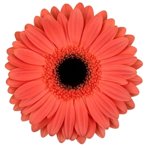 Gerbera Jamilla  Diamond
