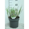 Miscanthus Sinensis Grosse Fontaene