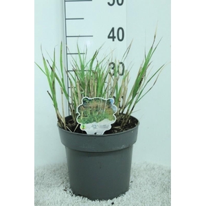 Miscanthus Sinensis Grosse Fontaene