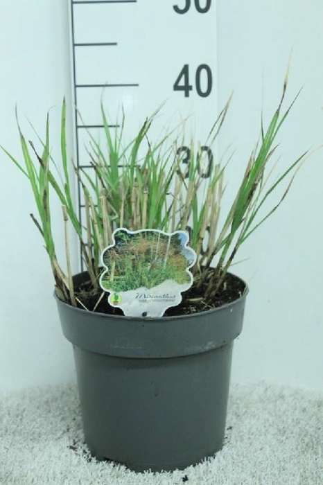 <h4>Miscanthus Sinensis Grosse Fontaene</h4>
