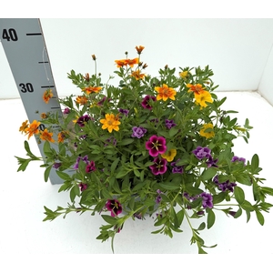 PERKPL GEM IN POT