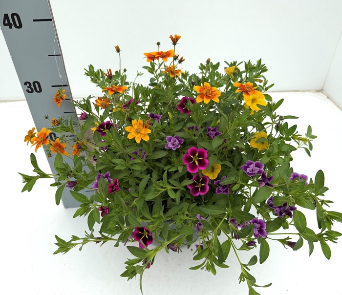 <h4>PERKPL GEM IN POT</h4>