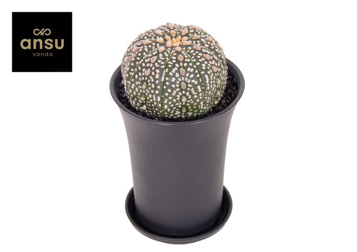 <h4>Astrophytum Asterias XL</h4>