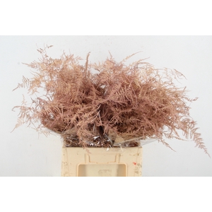 Asp IT  Ex Veren Rose Gold