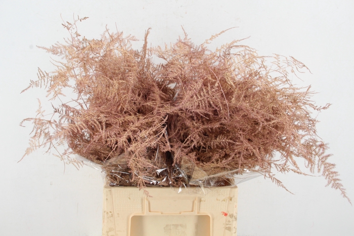 <h4>Asp IT  Ex Veren Rose Gold</h4>