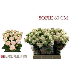 Rosa tros Sofie