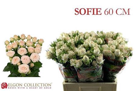 <h4>Rosa tros Sofie</h4>