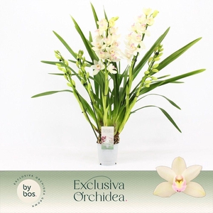 Cymbidium, Heino 5-spike 'Exclusiva Orchidea'