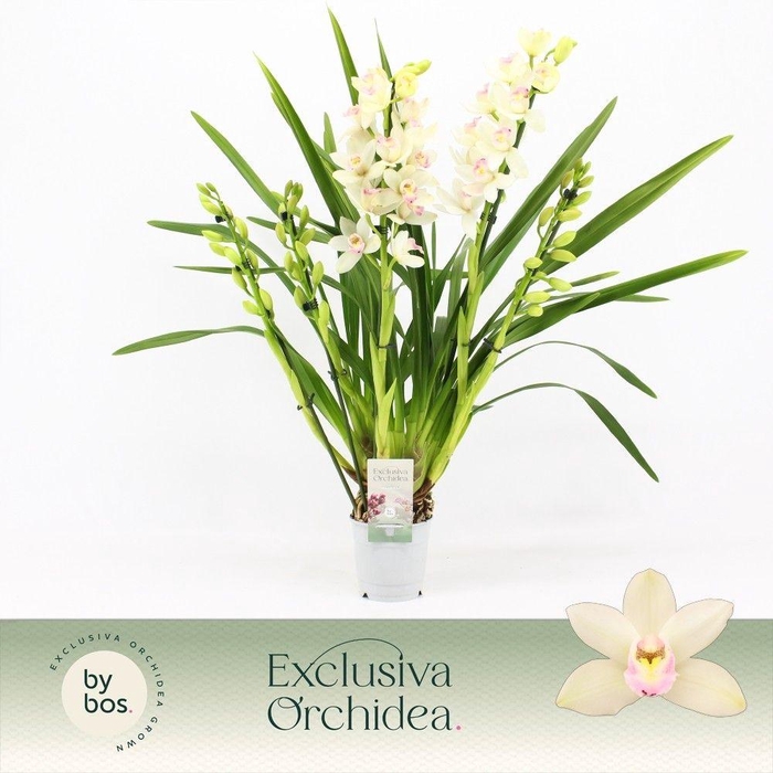 <h4>Cymbidium, Heino 5-spike 'Exclusiva Orchidea'</h4>