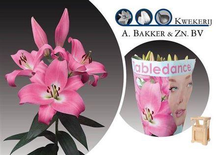 <h4>Li Ot Tabledance</h4>