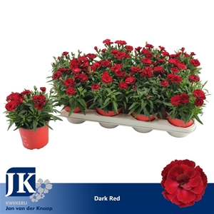 Dianthus P12 Dark Red TST