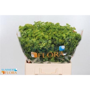 Bupleurum Rotundifol 60cm