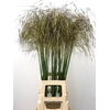 STIPA GIGANTEA