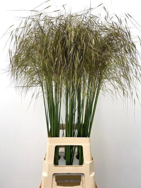 <h4>STIPA GIGANTEA</h4>
