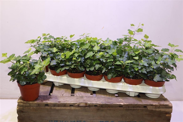 <h4>arr8 Hed He Wonder</h4>