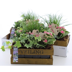 ARR TUINPLANTEN