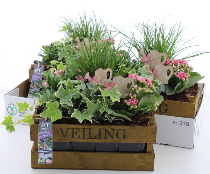 <h4>ARR TUINPLANTEN</h4>