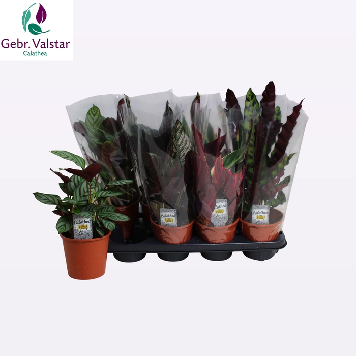 <h4>CALAT GEM 4 SRT</h4>