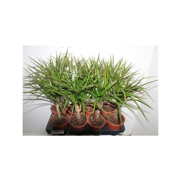 <h4>Dra Marginata 15cm 3+</h4>