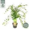 Acer palmatum Emerald Lace
