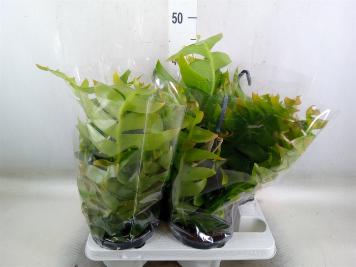 <h4>Epiphyllum   ...</h4>