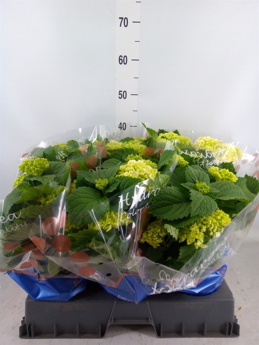 <h4>Hydrangea mac. 'Crystal Palace'</h4>