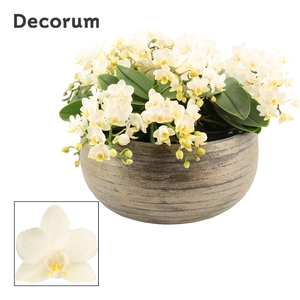 Oro table 12+ tak symphony Whitney (Deco-collection)