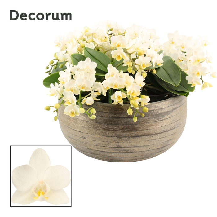 <h4>Oro table 12+ tak symphony Whitney (Deco-collection)</h4>