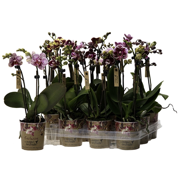 <h4>Kolibri Orchids Phalaenopsis Spotty mix 2 spike</h4>