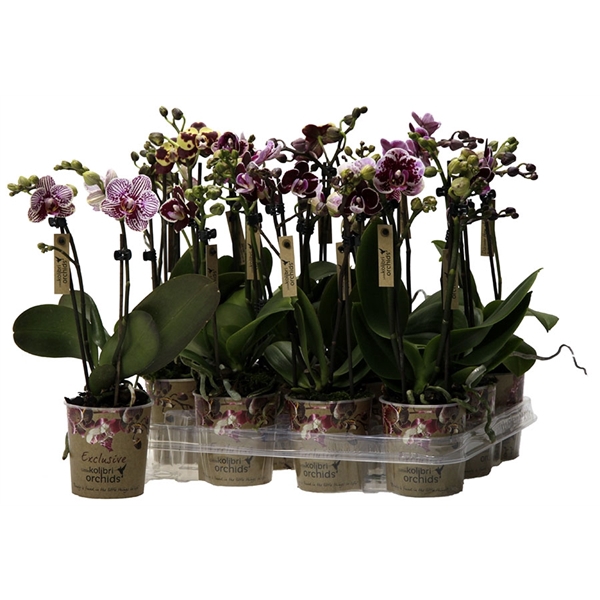 Kolibri Orchids Phalaenopsis Spotty mix 2 spike