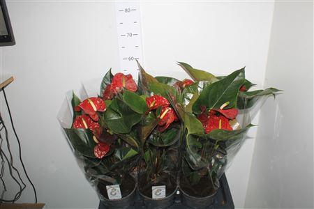 <h4>Anthu Fl Tranquillo 3-4+ P17</h4>
