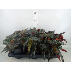 Begonia BD mac. 'Black Forest'