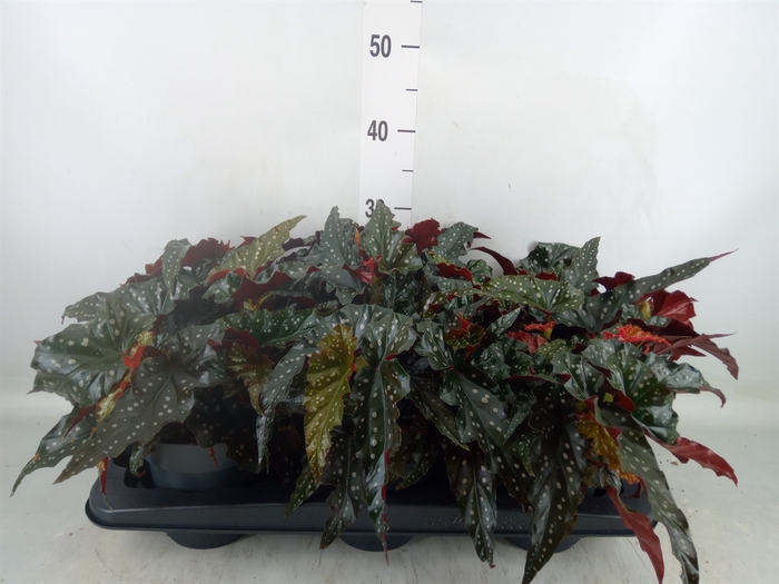 <h4>Begonia BD mac. 'Black Forest'</h4>