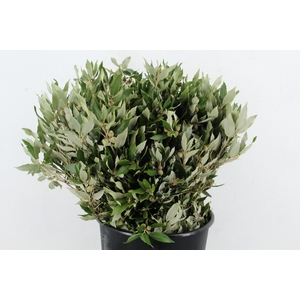 QUERC ILEX
