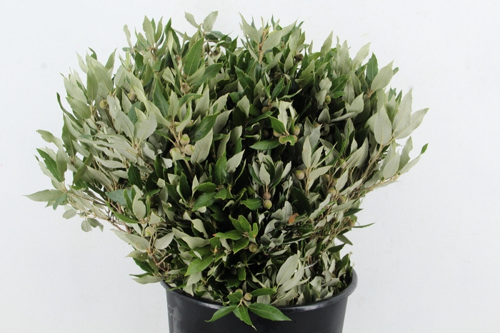 <h4>QUERC ILEX</h4>