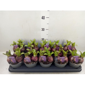 Hyacinthus orie. 'Pearl Blue'