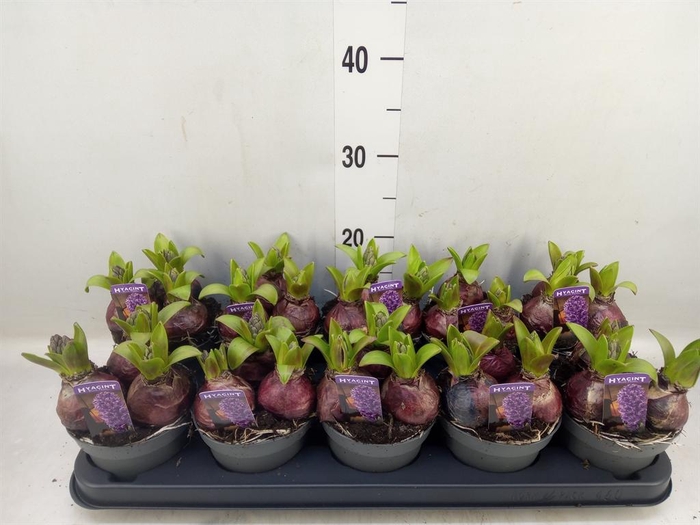 <h4>Hyacinthus orie. 'Pearl Blue'</h4>